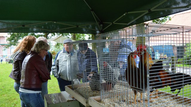 Ganzenmarkt (zondag  3 juli 2016)